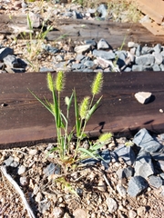 Setaria viridis
