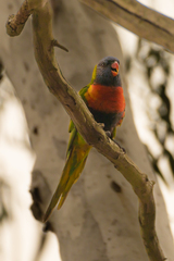 Trichoglossus moluccanus