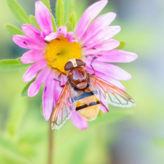 Volucella zonaria