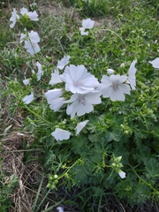 Malva moschata