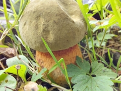 Suillellus luridus