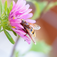 Volucella zonaria