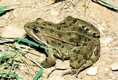 Pelophylax grafi