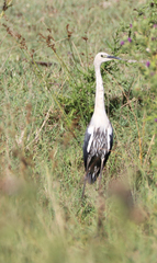 Ardea pacifica