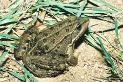 Pelophylax grafi
