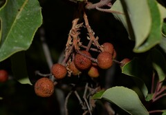 Arbutus andrachne