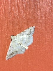 Digrammia ocellinata