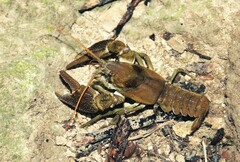 Austropotamobius pallipes