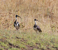Threskiornis spinicollis