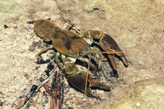 Austropotamobius pallipes