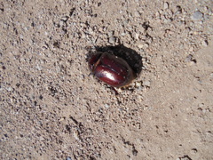 Phyllognathus excavatus