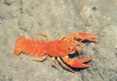 Austropotamobius pallipes