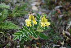 Astragalus umbellatus