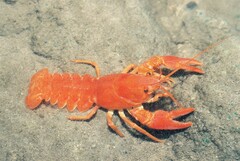 Austropotamobius pallipes