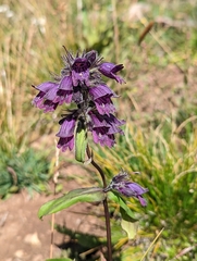 Penstemon whippleanus