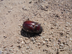 Phyllognathus excavatus