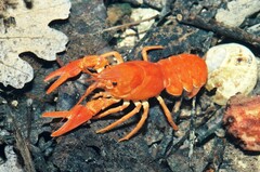 Austropotamobius pallipes