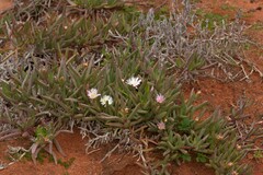 Ruschieae