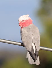 Eolophus roseicapilla