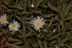 Ruschieae