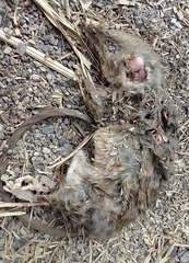 Didelphis marsupialis