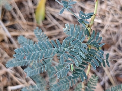 Magnoliopsida