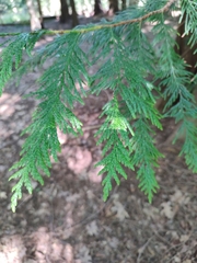 Chamaecyparis lawsoniana