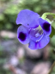 Torenia