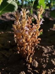 Phelipanche ramosa