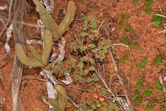 Euphorbia drummondii