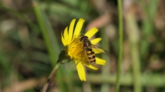 Eupeodes latifasciatus