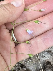 Campanula divaricata
