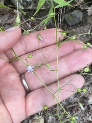 Campanula divaricata