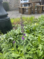 Linaria purpurea