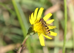 Eupeodes latifasciatus