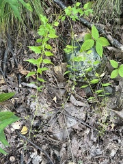Campanula divaricata