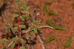 Euphorbia drummondii