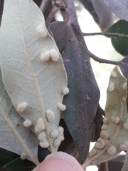 Dryomyia lichtensteinii