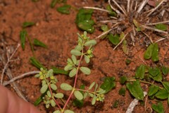 Euphorbia drummondii