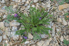 Oxytropis borealis