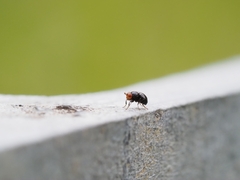 Apterobiroina australis