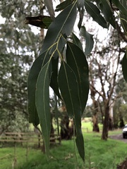 Eucalyptus fulgens