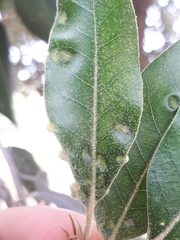 Dryomyia lichtensteinii