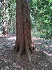 Chamaecyparis lawsoniana