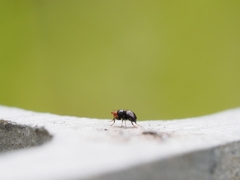 Apterobiroina australis