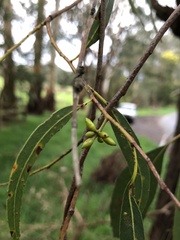 Eucalyptus fulgens