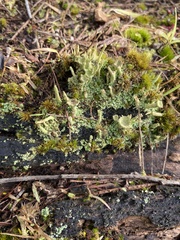 Cladonia pyxidata