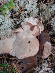 Hydnellum peckii