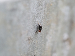 Apterobiroina australis