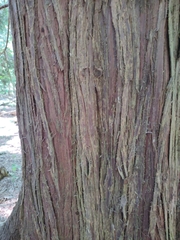 Chamaecyparis lawsoniana